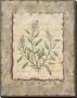 Vintage Herbs, Sage by Constance Lael Limited Edition Pricing Art Print