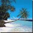 Tropical Paradise I by Steve Thoms Limited Edition Print