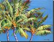 Three Crazy Palms by Jean Bradley Limited Edition Print