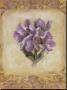 Tulip Violeta by Shari White Limited Edition Pricing Art Print