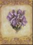 Tulip Violeta by Shari White Limited Edition Print
