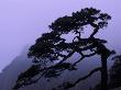 Seeing Off Pine Tree On Mt. Huangshan (Yellow Mountain), China by Keren Su Limited Edition Print