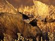 Bull Moose In The Autumn Tundra Of Denali National Park At Sunset, Alaska, Usa by Hugh Rose Limited Edition Print