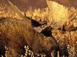 Bull Moose In The Autumn Tundra Of Denali National Park At Sunset, Alaska, Usa by Hugh Rose Limited Edition Pricing Art Print