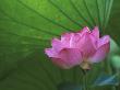 Ohga Lotus, Sankei-En Garden, Yokohama, Japan by Rob Tilley Limited Edition Print