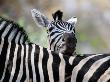 Adult Burchells Zebra Resting Head On Back Of Another, Moremi Wildlife Reserve, Botswana by Andrew Parkinson Limited Edition Print