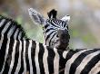 Adult Burchells Zebra Resting Head On Back Of Another, Moremi Wildlife Reserve, Botswana by Andrew Parkinson Limited Edition Pricing Art Print