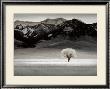 Solitary Tree by Dennis Frates Limited Edition Print