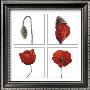 Metamorphosis Of The Poppy by Nuridsany & Perennou Limited Edition Print