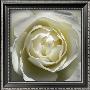 White Rose by Laurent Pinsard Limited Edition Pricing Art Print