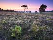 Wildflowers And Pine Trees On Wilverley Plain, New Forest National Park, Hampshire, England by Adam Burton Limited Edition Print