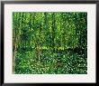 Woods And Undergrowth, C.1887 by Vincent Van Gogh Limited Edition Print