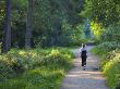 Woman Jogging Through The New Forest On A Summer Evening, Hampshire, England by Adam Burton Limited Edition Print