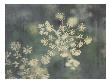 Queen Ann's Lace Iii by Meghan Mcsweeney Limited Edition Pricing Art Print