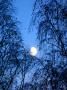 Moon Seen Through Trees by Ilona Wellmann Limited Edition Print