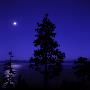 Full Moon In Night Sky Over Trees And Lake Tahoe, Nevada, Usa by Images Monsoon Limited Edition Pricing Art Print