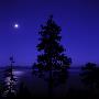 Full Moon In Night Sky Over Trees And Lake Tahoe, Nevada, Usa by Images Monsoon Limited Edition Print