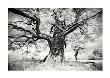 Portrait Of A Tree, Study 2 by Marcin Stawiarz Limited Edition Pricing Art Print