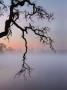 Misty Lake Scene With Trees by Images Monsoon Limited Edition Print