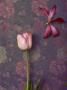 Pink Tulip And Lily by Images Monsoon Limited Edition Print