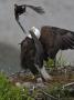 American Bald Eagle Protecting Its Nest From A Black Oystercatcher by Roy Toft Limited Edition Print