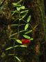 Blooming Epiphyte Vine On A Mossy Tree Trunk by Tim Laman Limited Edition Print