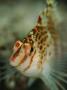 Close View Of A Dwarf Hawkfish, Cirrhitichthys Falco by Tim Laman Limited Edition Pricing Art Print