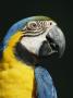 Close View Of The Head Of A Blue And Yellow Macaw, Ara Ararauna by Tim Laman Limited Edition Print