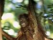Orangutan Swinging On A Tree Branch Or Vine by Tim Laman Limited Edition Pricing Art Print