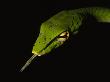 Slender Green Vine Snake Sensing The Air With It's Tongue by Tim Laman Limited Edition Print
