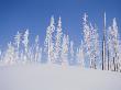 Frost-Covered Evergreen Trees On A Snowy Hill by Tom Murphy Limited Edition Print