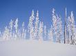 Frost-Covered Evergreen Trees On A Snowy Hill by Tom Murphy Limited Edition Pricing Art Print