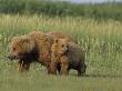 Brown Bear (Ursus Arctos) Sow With Cub by Tom Murphy Limited Edition Print