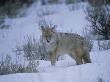 Coyote (Canis Latrans) In Snow by Tom Murphy Limited Edition Pricing Art Print