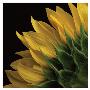 Sunflower Vi by Danny Burk Limited Edition Print