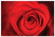 Red Rose Heart by Harold Davis Limited Edition Pricing Art Print