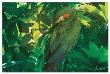 Hidden Green by Steve Hunziker Limited Edition Print