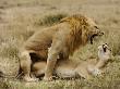 Lions Mating In The Masia Mara, Kenya, Africa by Scott Stulberg Limited Edition Print