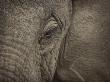 African Elephant Eye by Scott Stulberg Limited Edition Print