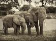 African Elephant Family by Scott Stulberg Limited Edition Print
