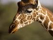 African Giraffe by Scott Stulberg Limited Edition Print