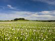 Poppyfield In The Dorset Countryside, Dorset, England, United Kingdom, Europe by Adam Burton Limited Edition Print