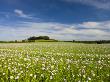 Poppyfield In The Dorset Countryside, Dorset, England, United Kingdom, Europe by Adam Burton Limited Edition Pricing Art Print