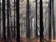 Misty Autumn Scene In A New Forest Pine Wood, New Forest, Hampshire, England, United Kingdom by Adam Burton Limited Edition Print