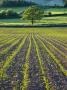 Summer Crops Growing In A Field Near Morchard Bishop, Crediton, Devon, England, United Kingdom by Adam Burton Limited Edition Print