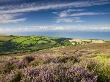 Heather Carpeted Moorland, Countryside And Coast, Exmoor National Park, Somerset, England, Uk by Adam Burton Limited Edition Print