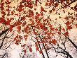 Red Maple And Autumn Sky by Raymond Gehman Limited Edition Print