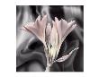 Clivia Pastel by Scott Peck Limited Edition Pricing Art Print