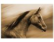 Dorothy by Kari Brooks Limited Edition Pricing Art Print