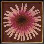 Red Dandelion Iii, 2002 by Claire Davies Limited Edition Print